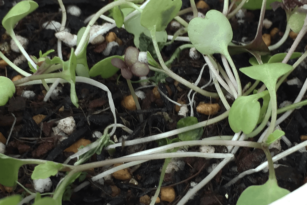 新しく芽生えるレタシ